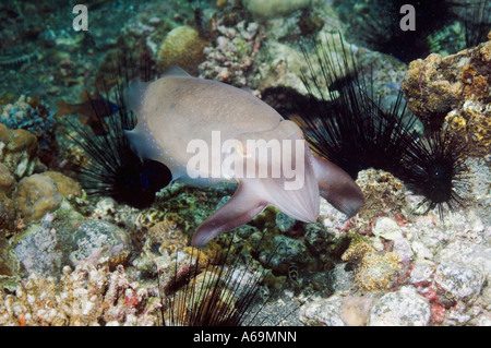 Broadclub Tintenfisch Sepia finden Jagd Lembeh Strait Nord Sulawesi Indonesien Stockfoto