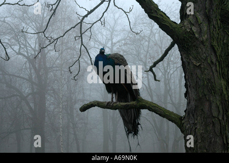 Pfau, sitzt auf einem Ast in Lazienkowski Park in Warschau, Polen Stockfoto