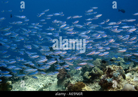 Bluestreak Füsilier Pterocaesio tile Schule über Korallenriff Bunaken NP North Sulawesi Indonesien Stockfoto