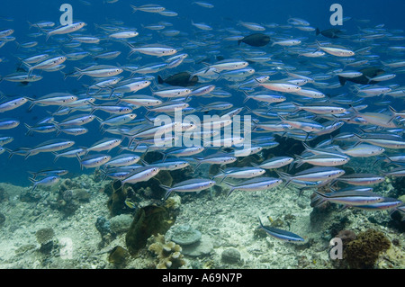 Bluestreak Füsilier Pterocaesio tile Schule über Korallenriff Bunaken NP North Sulawesi Indonesien Stockfoto