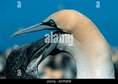 Cape Basstölpel Morus Capensis Eltern Fütterung Küken Malgas Insel South Africa Stockfoto