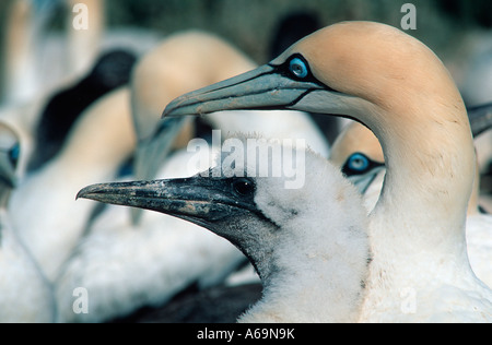 Cape Basstölpel Morus Capensis Eltern und Küken Malgas Insel South Africa Stockfoto