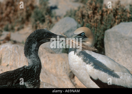 Cape Basstölpel Morus Capensis Elternteil und Biotechnik mit Feder Malgas Insel South Africa Stockfoto