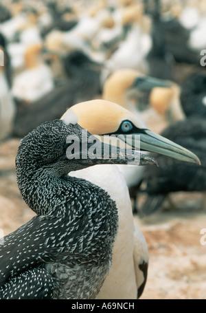 Cape Basstölpel Morus Capensis Elternteil mit Biotechnik Malgas Insel South Africa Stockfoto