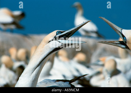 Cape Basstölpel Stockfoto