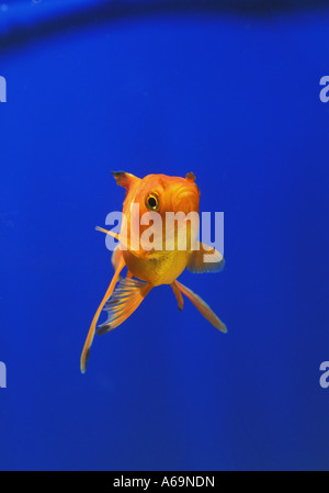 Pfauentaube Goldfisch Stockfoto