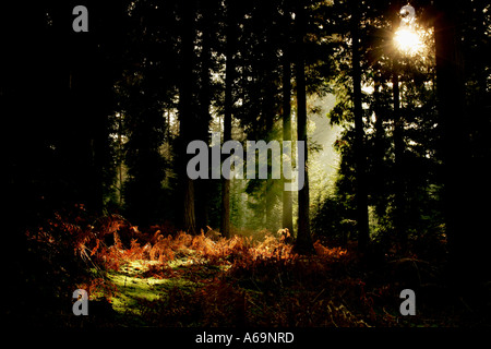 Sonne bricht durch die Bäume in den neuen Wald hampshire Beleuchtung der Herbst Boden Stockfoto