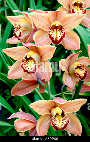 Cymbidium-hybride Orchidaceae Stockfoto