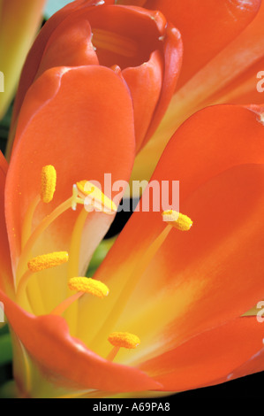 Clivia Miniata Amaryllisgewächse Stockfoto