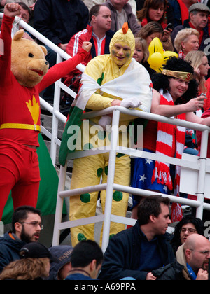 Walisischer Rugby-Fans als Teddybär, gekleidet Frage mich Frau und Huhn in Menge am Spiel Stockfoto