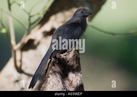 Nut in Rechnung gestellt Ani Crotophaga sulcirostris Stockfoto