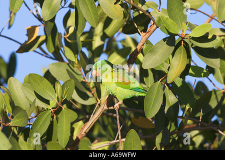Orange chinned Sittich Brotogeris Graphik Stockfoto