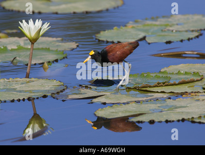 Nördlichen Jacana Jacana spinosa Stockfoto