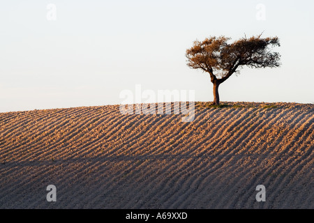 Eine Steineiche auf einem HÃ¼gel, Andalusien, Spanien Stockfoto