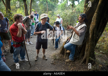 Reiseführer beschreibt Calaguala aka Polypodium oder Samambaia Heilmittel fast ausgestorben Guatemala in der Nähe von Pacaya Pflanzen Stockfoto