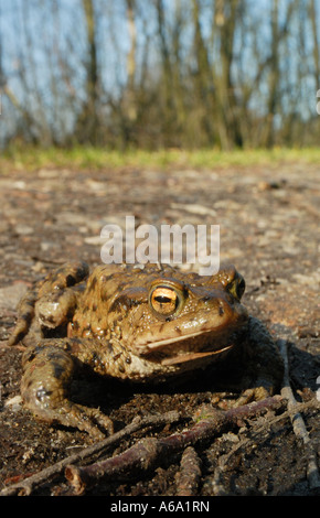 Gemeinsamen Kröte (Bufo Bufo) im Frühjahr. Stockfoto