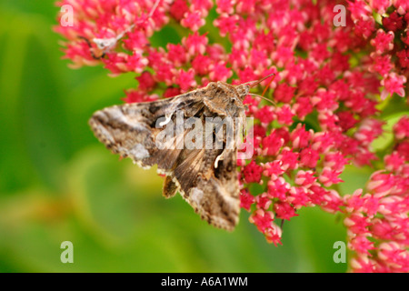 SILBER Y MOTH PLUSIA GAMMA FÜTTERUNG AUF SEDUM Stockfoto