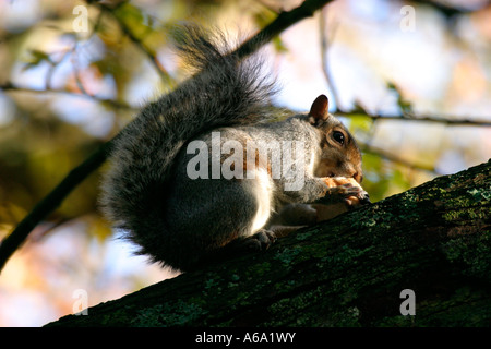 GRAUE EICHHÖRNCHEN SCIURUS CAROLINENSIS FÜTTERUNG IM BAUM Stockfoto