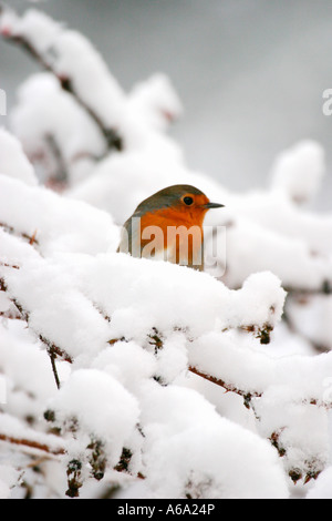 ROBIN ERITHACUS RUBECULA MIT SCHNEE BEDECKT BAUM FV Stockfoto