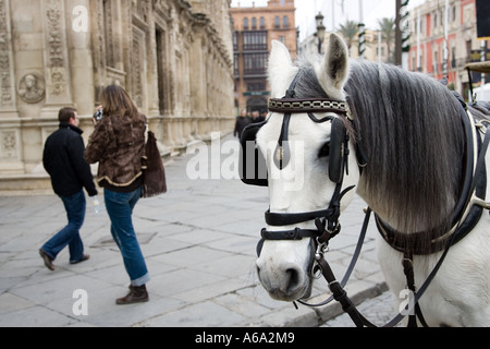 Pferd und Touristen nehmen eine Foto, Plaza de San Francisco, Sevilla, Spanien Stockfoto