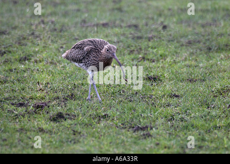 BRACHVOGEL NUMENIUS ARQUATA FANGEN WURM VORDERANSICHT Stockfoto