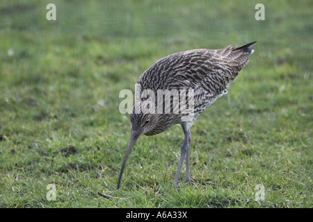 BRACHVOGEL NUMENIUS ARQUATA BOHRENDEN FÜR WORMS AUF GRÜNLAND Stockfoto