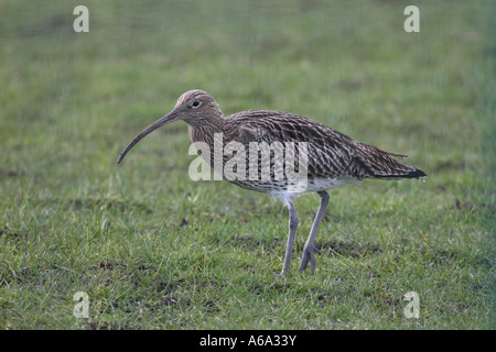 BRACHVOGEL NUMENIUS ARQUATA AUF GRÜNLAND-SEITENANSICHT Stockfoto