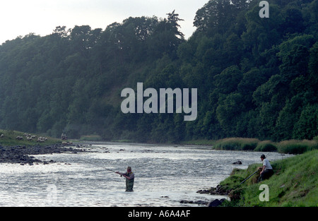 Lachs Angeln am Fluss Tweed Stockfoto