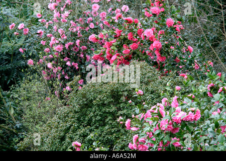 Williamsii Camellia in Holbrook Garten 14 März von vorne Elsie Jury Vorfreude Spende Stockfoto