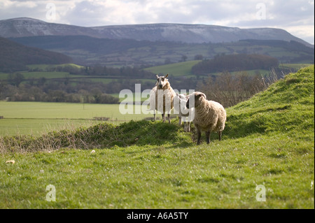 Schafe auf einem Hügel an einem sonnigen Nachmittag Landschaft im Hintergrund Stockfoto