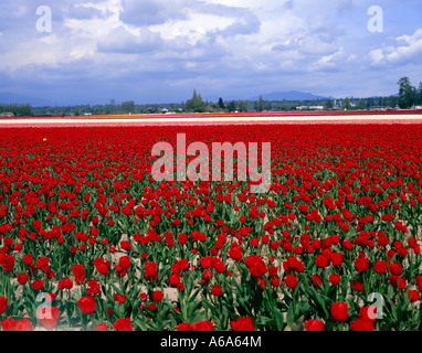 Rote Tulpen Strecken bis zum Horizont im Frühjahr im nördlichen Washington Skagit Valley Stockfoto