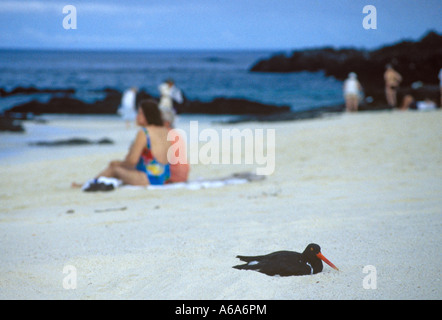 Verschachteln von amerikanischen Oyster Catcher in der Nähe von Touristen am Strand auf der Insel San Cristobal, Galapagos. 0016 Stockfoto