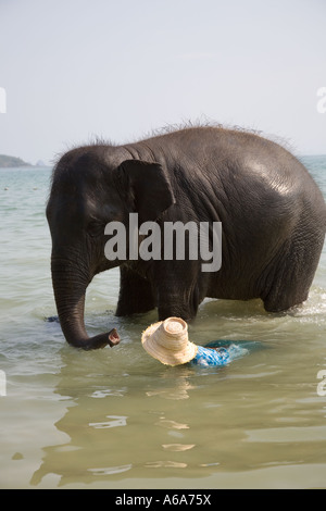 Junge 4-jährige Elefant 'Rara' Baden im Meer mit Mahoot, Reiter, Keeper oder Trainer auf Krabi Touristenstrand in Thailand. Stockfoto