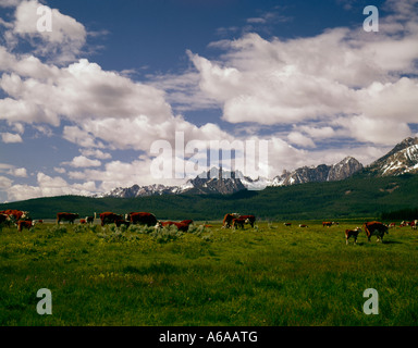 Hereford-Rinder grasen unter den hoch aufragenden Gipfeln der Sawtooth Mountains im Sawtooth National Recreation Area Idaho Stockfoto
