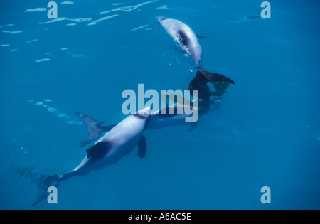 Foto-ML 409 Hector Delfine Cephalorhynchus Hectori spielen mit Seetang Foto Copyright Brandon Cole Stockfoto