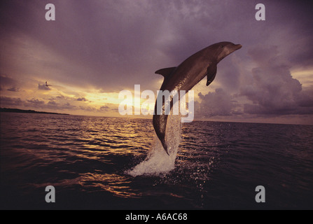 Foto MT 93 Bottlenose Dolphin Tursiops Truncatus Foto Copyright Brandon Cole Stockfoto