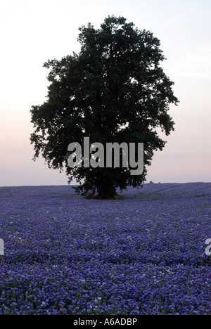 Eine Eiche Quercus Robur wächst in einem Feld von die blauen Blüten des bugloss Stockfoto