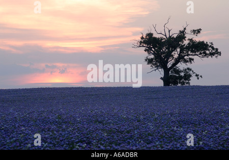 Eine Eiche Quercus Robur wächst in einem Feld von die blauen Blüten des bugloss Stockfoto