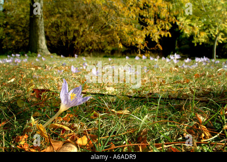 Veilchen im Herbst, Viola odorata Stockfoto