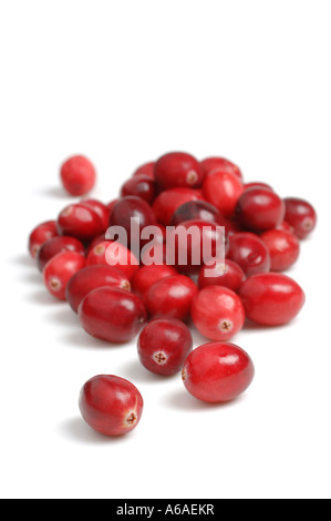 Frische Cranberries Stockfoto