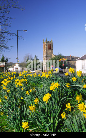 Flotte Valley National Scenic Area Frühling Narzissen entlang Fleet Street Gatehouse of Fleet Galloway Schottland UK Stockfoto