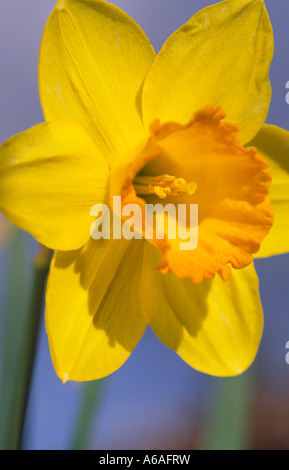 Das nationale Emblem Symbol von Wales die Narzisse Stockfoto