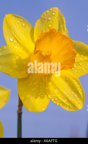 Regentropfen auf das nationale Emblem Symbol von Wales die Narzisse Blume Stockfoto