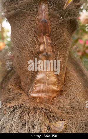 Ein Beispiel für Pareidolia - Sehen, ein menschliches Gesicht auf den faserigen Stamm eines Chusan Palm. Lateinischer Name Trachycarpus undulata Stockfoto