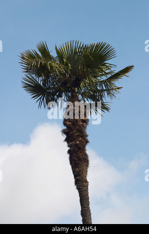 Südküste von England, UK. Eine einzelne Chusan Palm Tree (trachycarpus Undulata) gegen den blauen Himmel Stockfoto