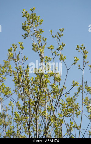 West Sussex, England, UK. Frische grüne Laub auf Zweige des Risses Weide (Salix fragilis) vor blauem Himmel im Frühjahr Stockfoto