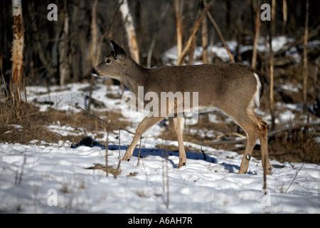 Weiß - angebundene Rotwild Odocoileus Virginianus USA Stockfoto