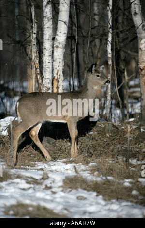 Weiß - angebundene Rotwild Odocoileus Virginianus USA Stockfoto