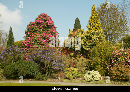 Azaleen und Rhododendren in der Blüte im Frühjahr unter blauem Himmel an Leonardslee Gardens, West Sussex, England Stockfoto