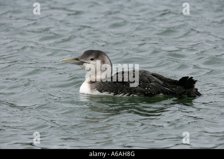 Weiß in Rechnung gestellt Taucher Gavia Adamsii Cornwall UK Stockfoto